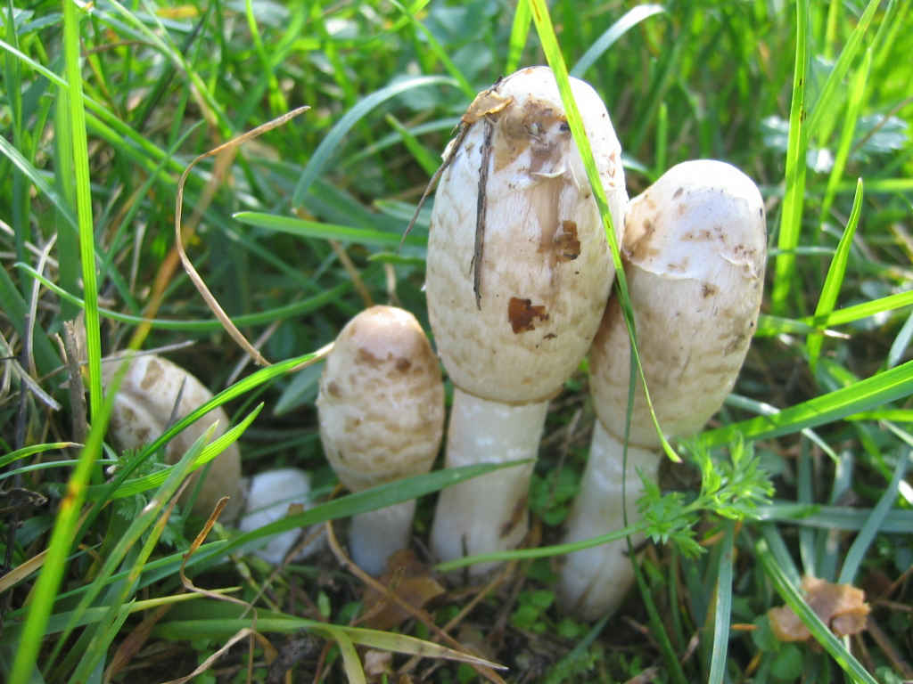 2005 :  Un anno di funghi